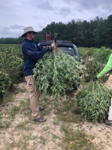 Cover photo for 2019 North Carolina Hemp Strain Testing Results