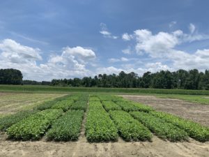 Cover photo for Pre-Plant Soybean Management