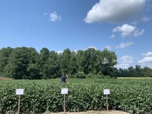 Cover photo for Webinar RECORDING: Late Season Soybean Management