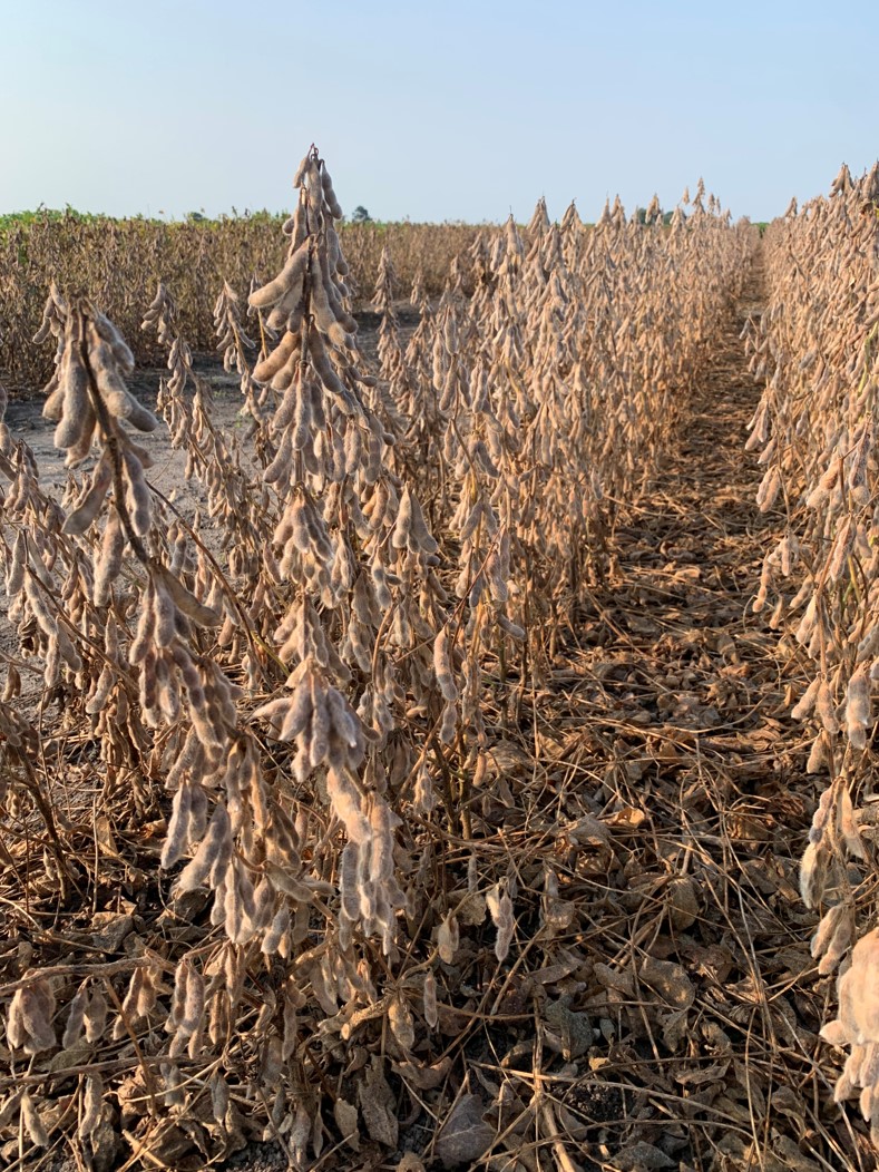 Official Variety Testing | NC State Extension